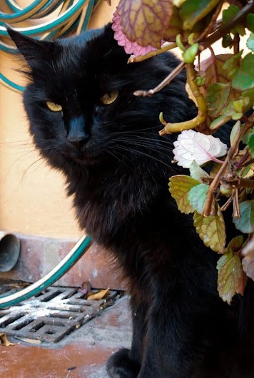 Murrun, la mascota inspiradora de Murrungato